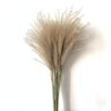 real pampas grass decor natural dried flowers plants wedding flowers dry flower bouquet fluffy lovely for holiday home decor