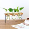 Hydroponic Vase Vintage Desktop Plant Terrarium Planter Bulb Glass Vase Water Planting Propagation Stations Home Decoration