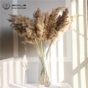 8Pcs &20Pcs Free Shipping Dried Pampas Grass Decor Wedding Flower Bunch Natural Plants for Home Christmas Decorations 2021
