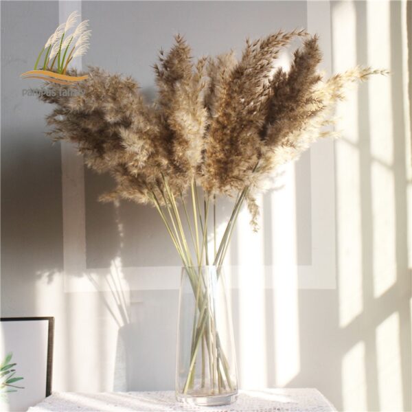 real pampas grass decor natural dried flowers plants wedding flowers dry flower bouquet fluffy lovely for holiday home decor