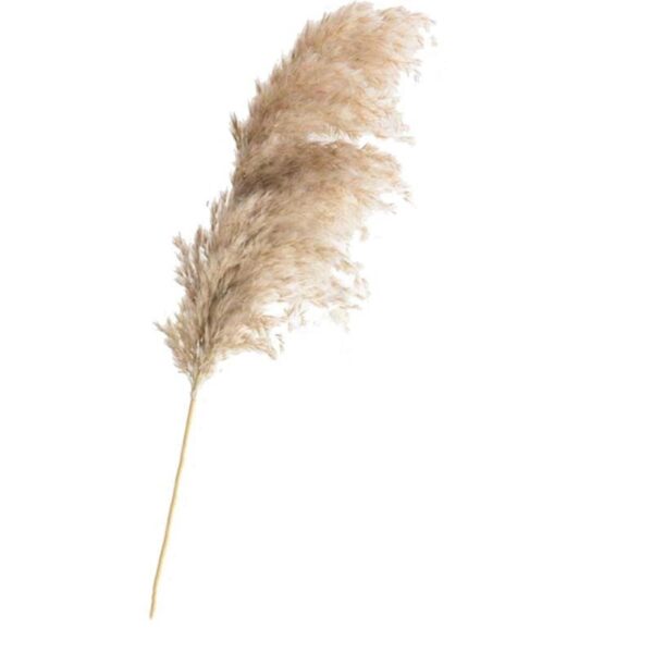 8Pcs &20Pcs Free Shipping Dried Pampas Grass Decor Wedding Flower Bunch Natural Plants for Home Christmas Decorations 2021