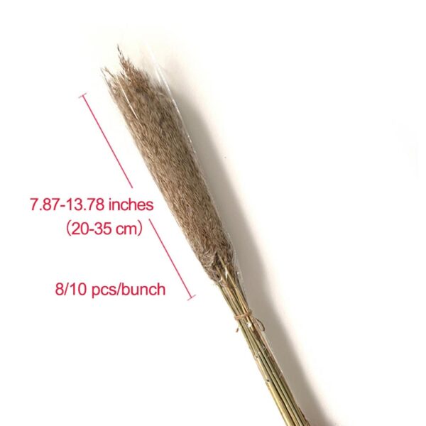 pampas grass decor plants home wedding decor dried flowers bunch feather flowers natural phragmites tall 20-22'' plastic vase