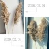 real pampas grass decor natural dried flowers plants wedding flowers dry flower bouquet fluffy lovely for holiday home decor