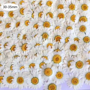 100Pcs Real Natural Dried Pressed Flowers White Daisy Pressed Flower for Resin Jewelry Nail Stickers Makeup Art Crafts