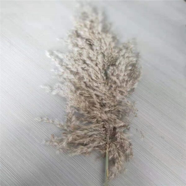 pampas grass decor plants home wedding decor dried flowers bunch feather flowers natural phragmites tall 20-22'' plastic vase