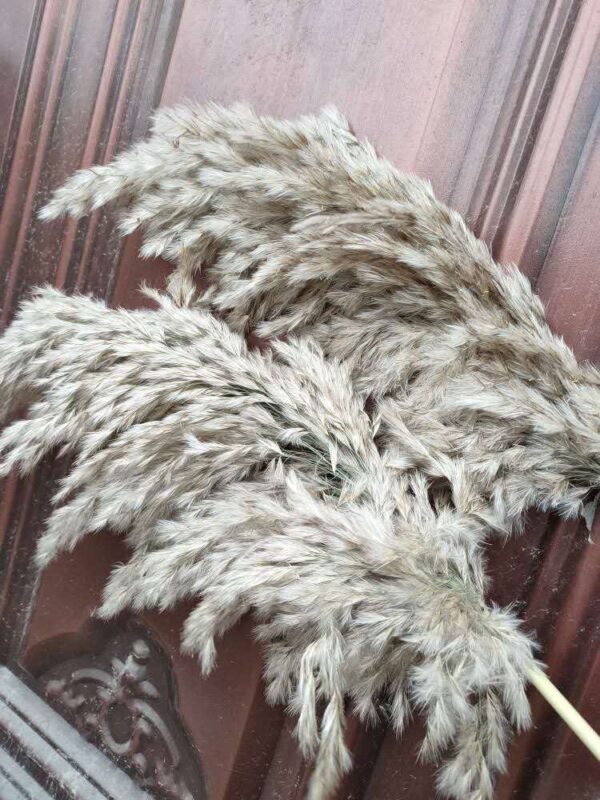 8Pcs &20Pcs Free Shipping Dried Pampas Grass Decor Wedding Flower Bunch Natural Plants for Home Christmas Decorations 2021