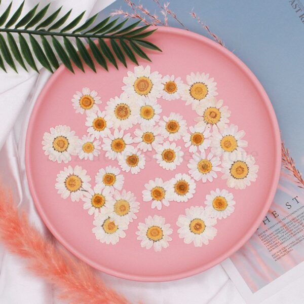 100Pcs Real Natural Dried Pressed Flowers White Daisy Pressed Flower for Resin Jewelry Nail Stickers Makeup Art Crafts