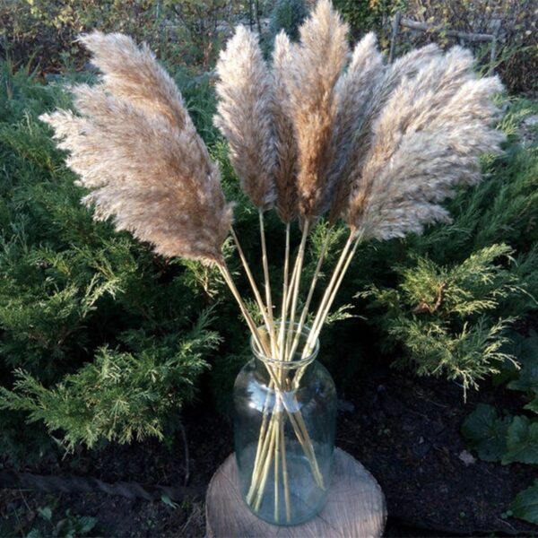 8Pcs &20Pcs Free Shipping Dried Pampas Grass Decor Wedding Flower Bunch Natural Plants for Home Christmas Decorations 2021